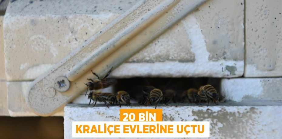 20 bin kraliçe evlerine uçtu