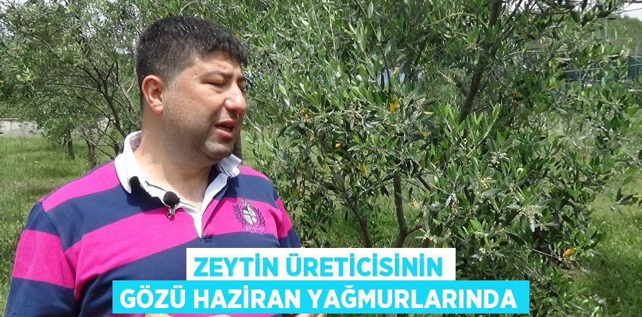 Zeytin üreticisinin gözü Haziran yağmurlarında