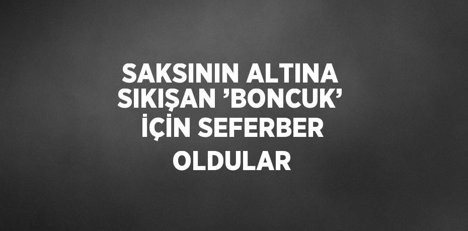 SAKSININ ALTINA SIKIŞAN ’BONCUK’ İÇİN SEFERBER OLDULAR