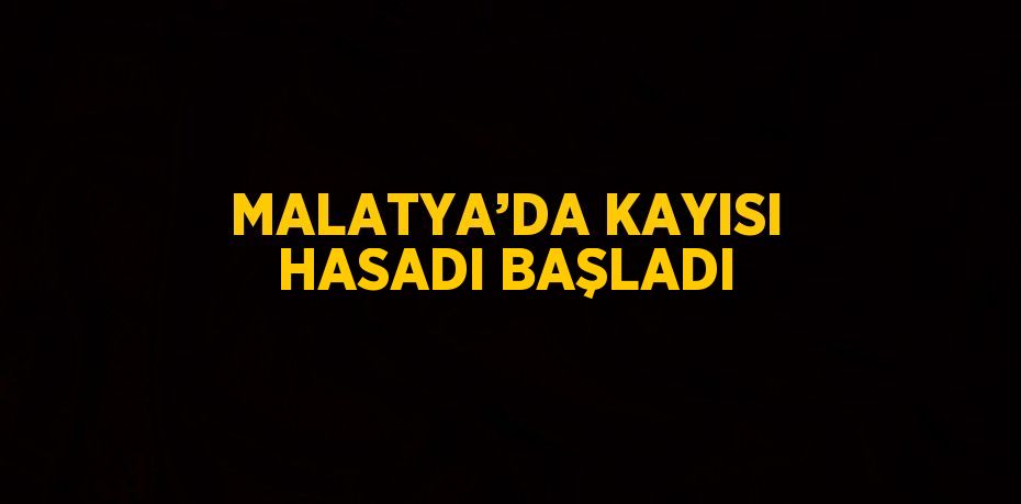 MALATYA’DA KAYISI HASADI BAŞLADI