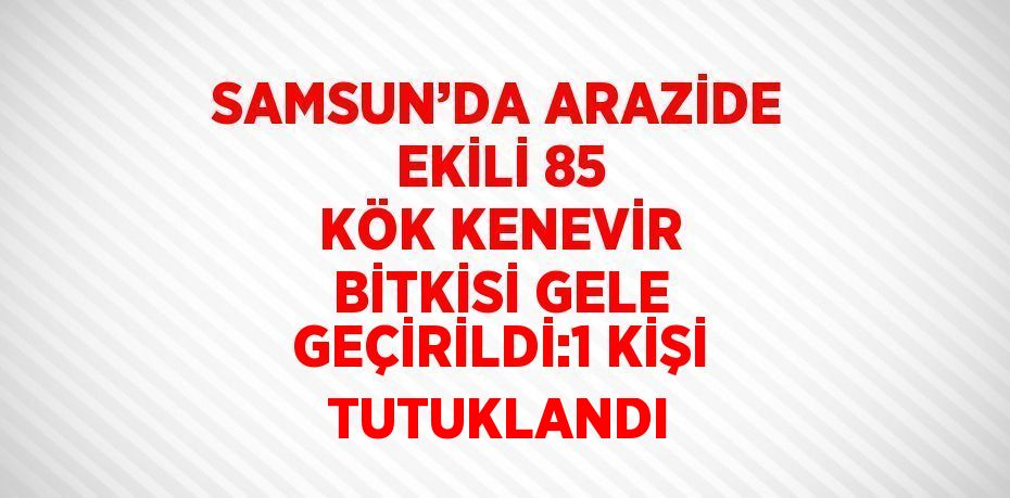 SAMSUN’DA ARAZİDE EKİLİ 85 KÖK KENEVİR BİTKİSİ GELE GEÇİRİLDİ:1 KİŞİ TUTUKLANDI