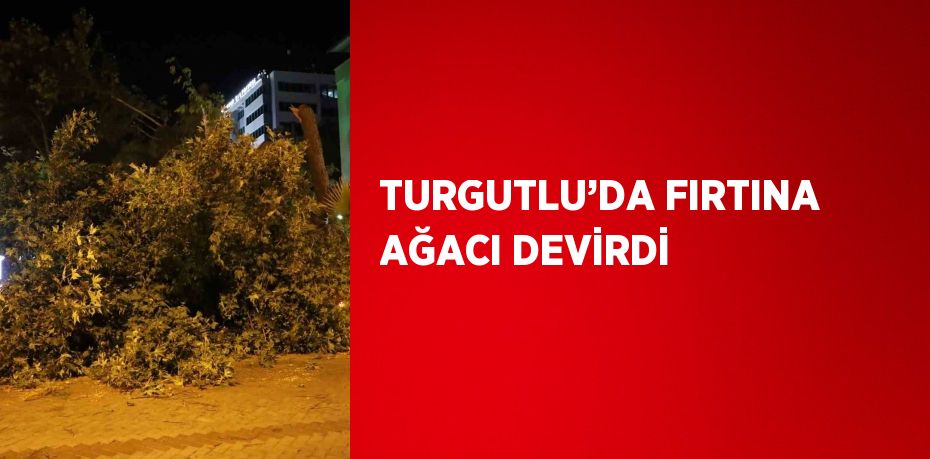 TURGUTLU’DA FIRTINA AĞACI DEVİRDİ