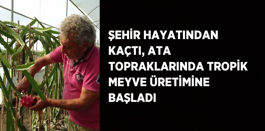 ŞEHİR HAYATINDAN KAÇTI, ATA TOPRAKLARINDA TROPİK MEYVE ÜRETİMİNE BAŞLADI