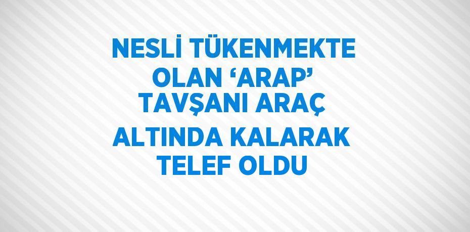 NESLİ TÜKENMEKTE OLAN ‘ARAP’ TAVŞANI ARAÇ ALTINDA KALARAK TELEF OLDU