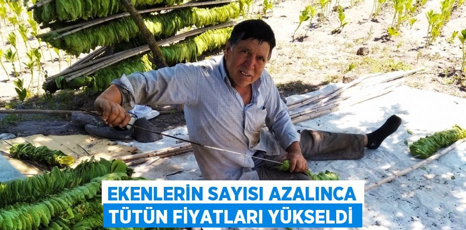 Ekenlerin sayısı azalınca tütün fiyatları yükseldi