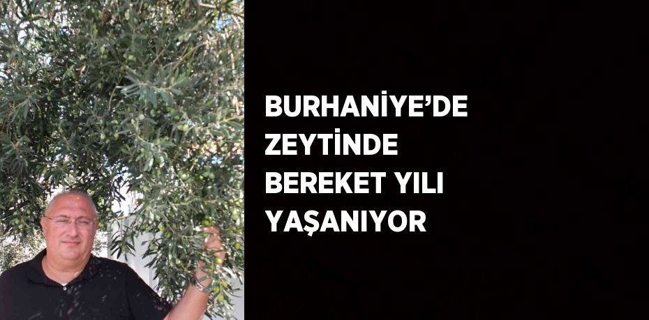 BURHANİYE’DE ZEYTİNDE BEREKET YILI YAŞANIYOR