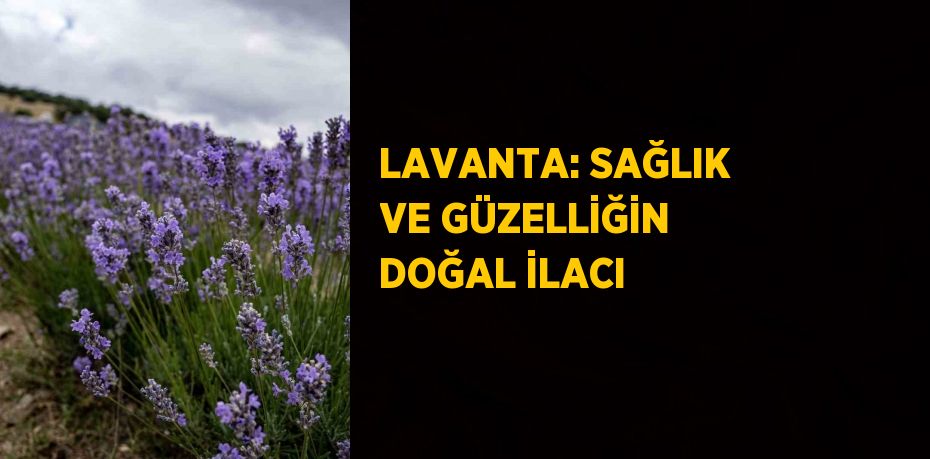 LAVANTA: SAĞLIK VE GÜZELLİĞİN DOĞAL İLACI