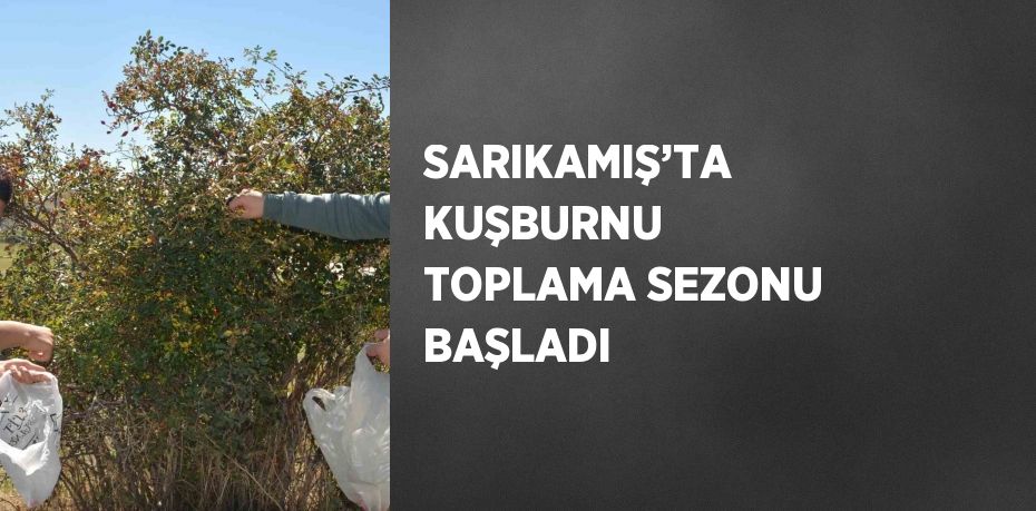 SARIKAMIŞ’TA KUŞBURNU TOPLAMA SEZONU BAŞLADI