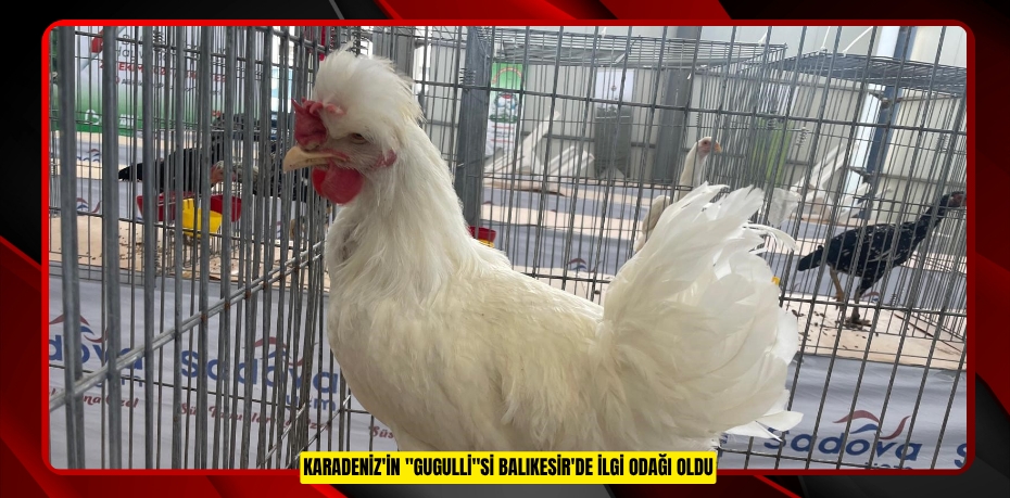 Karadeniz'in &quot;Gugulli&quot;si Balıkesir'de ilgi odağı oldu