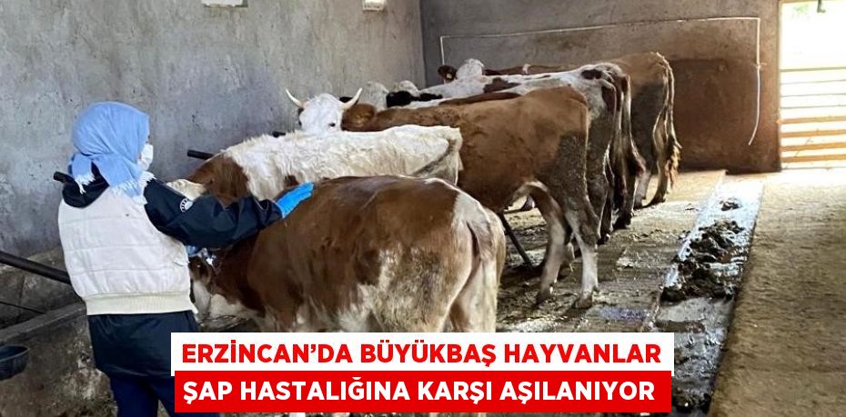 ERZİNCAN’DA BÜYÜKBAŞ HAYVANLAR ŞAP HASTALIĞINA KARŞI AŞILANIYOR