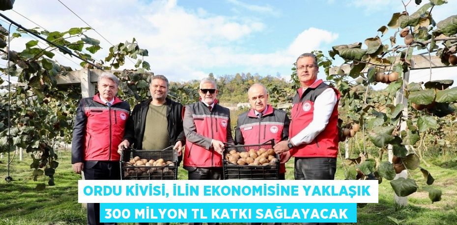 ORDU KİVİSİ, İLİN EKONOMİSİNE YAKLAŞIK 300 MİLYON TL KATKI SAĞLAYACAK