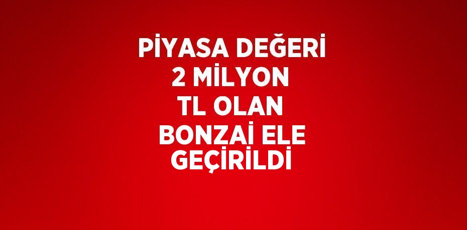 PİYASA DEĞERİ 2 MİLYON TL OLAN BONZAİ ELE GEÇİRİLDİ