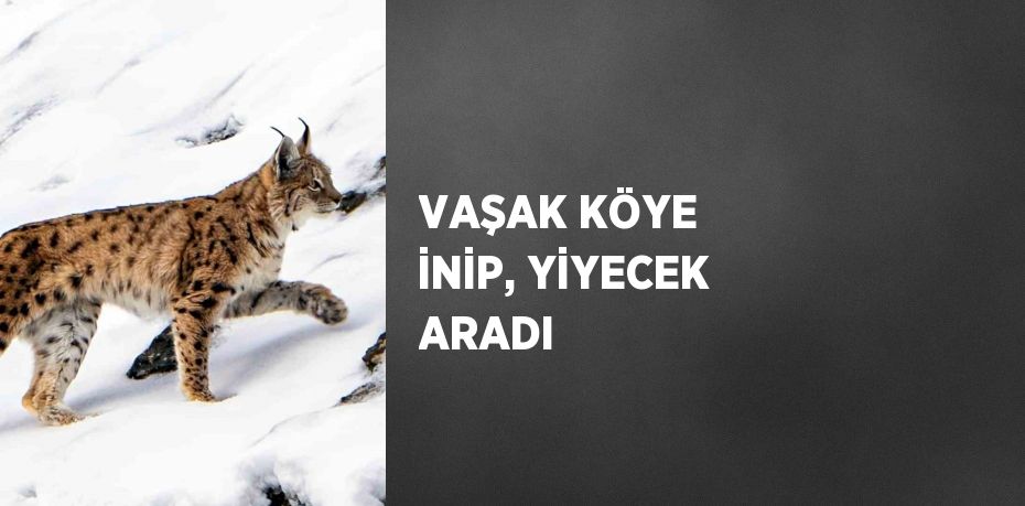 VAŞAK KÖYE İNİP, YİYECEK ARADI