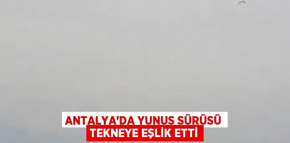 Antalya'da yunus sürüsü tekneye eşlik etti