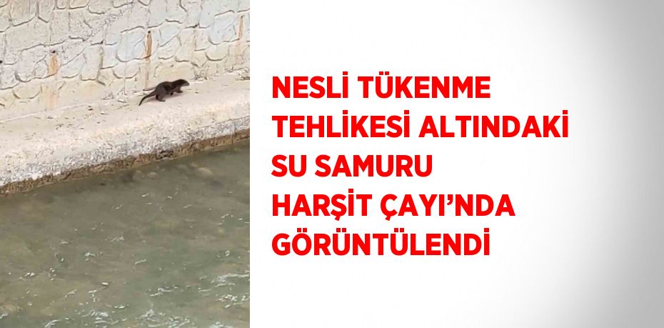 NESLİ TÜKENME TEHLİKESİ ALTINDAKİ SU SAMURU HARŞİT ÇAYI’NDA GÖRÜNTÜLENDİ