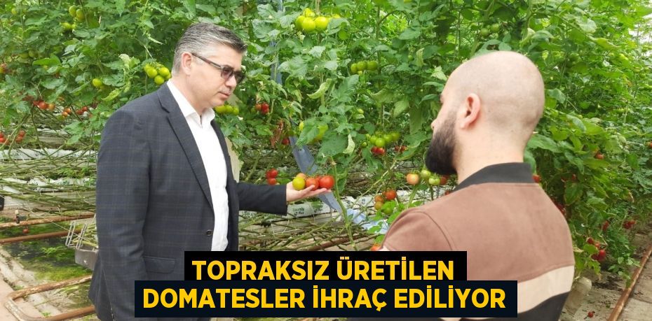 Topraksız üretilen domatesler ihraç ediliyor