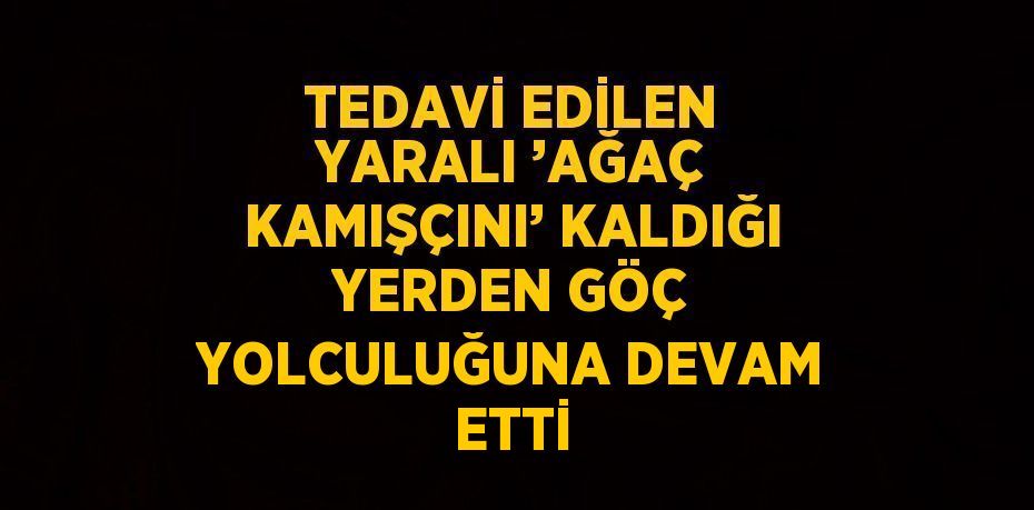 TEDAVİ EDİLEN YARALI ’AĞAÇ KAMIŞÇINI’ KALDIĞI YERDEN GÖÇ YOLCULUĞUNA DEVAM ETTİ