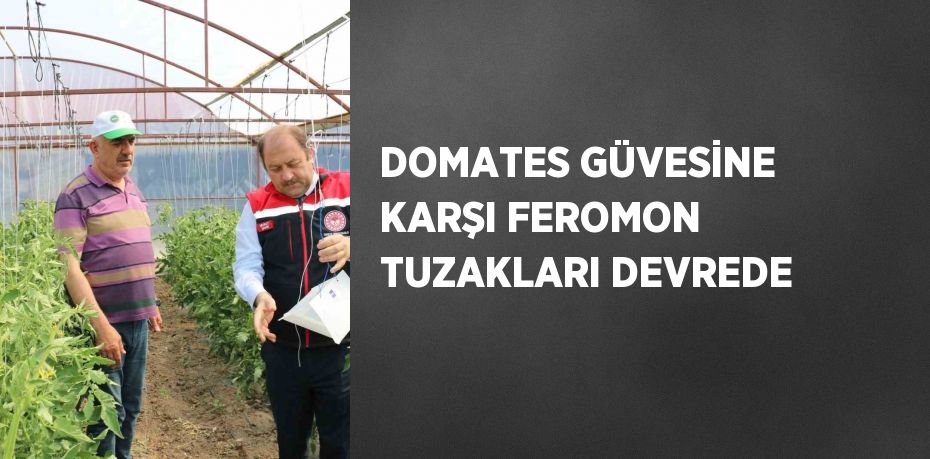 DOMATES GÜVESİNE KARŞI FEROMON TUZAKLARI DEVREDE