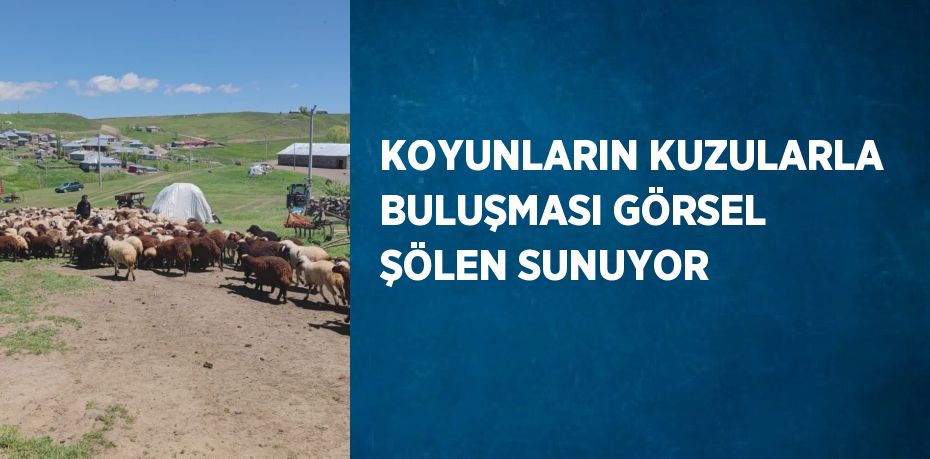 KOYUNLARIN KUZULARLA BULUŞMASI GÖRSEL ŞÖLEN SUNUYOR