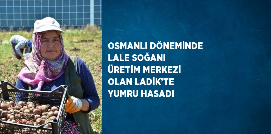 OSMANLI DÖNEMİNDE LALE SOĞANI ÜRETİM MERKEZİ OLAN LADİK’TE YUMRU HASADI