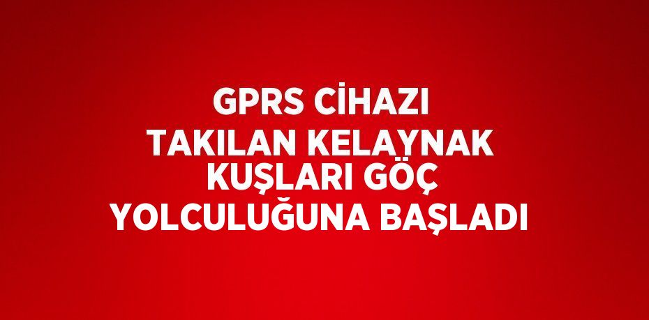 GPRS CİHAZI TAKILAN KELAYNAK KUŞLARI GÖÇ YOLCULUĞUNA BAŞLADI