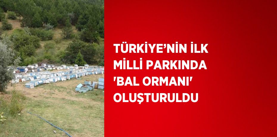 TÜRKİYE’NİN İLK MİLLİ PARKINDA 'BAL ORMANI' OLUŞTURULDU