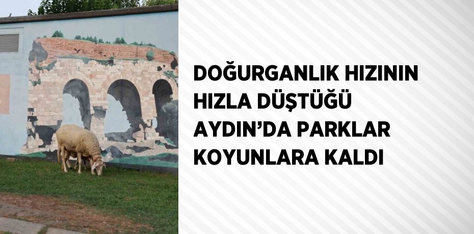 DOĞURGANLIK HIZININ HIZLA DÜŞTÜĞÜ AYDIN’DA PARKLAR KOYUNLARA KALDI