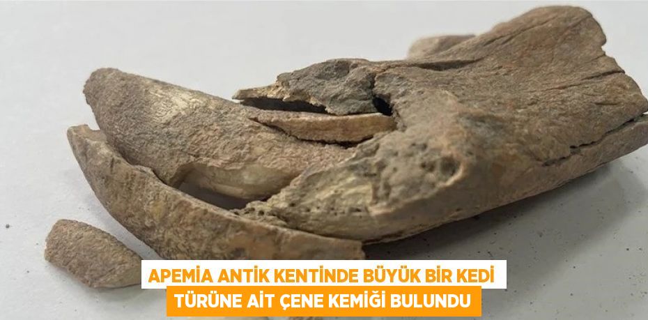 APEMİA ANTİK KENTİNDE BÜYÜK BİR KEDİ TÜRÜNE AİT ÇENE KEMİĞİ BULUNDU