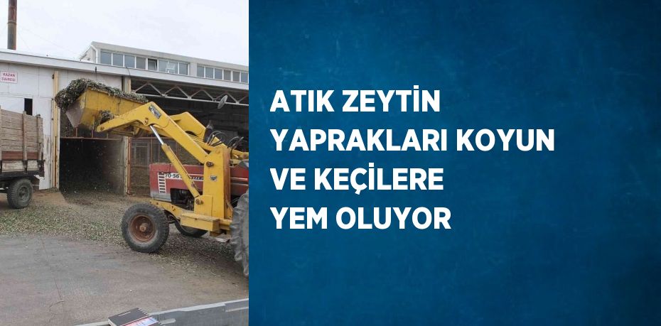 ATIK ZEYTİN YAPRAKLARI KOYUN VE KEÇİLERE YEM OLUYOR