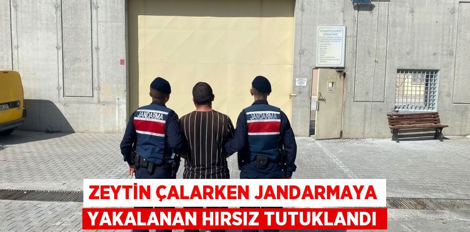 ZEYTİN ÇALARKEN JANDARMAYA YAKALANAN HIRSIZ TUTUKLANDI