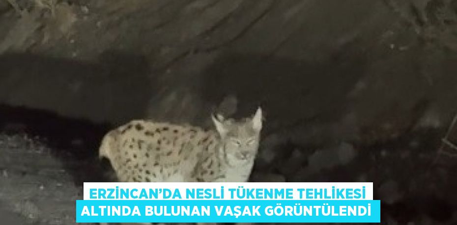 ERZİNCAN’DA NESLİ TÜKENME TEHLİKESİ ALTINDA BULUNAN VAŞAK GÖRÜNTÜLENDİ