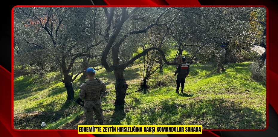 Edremit'te zeytin hırsızlığına karşı komandolar sahada