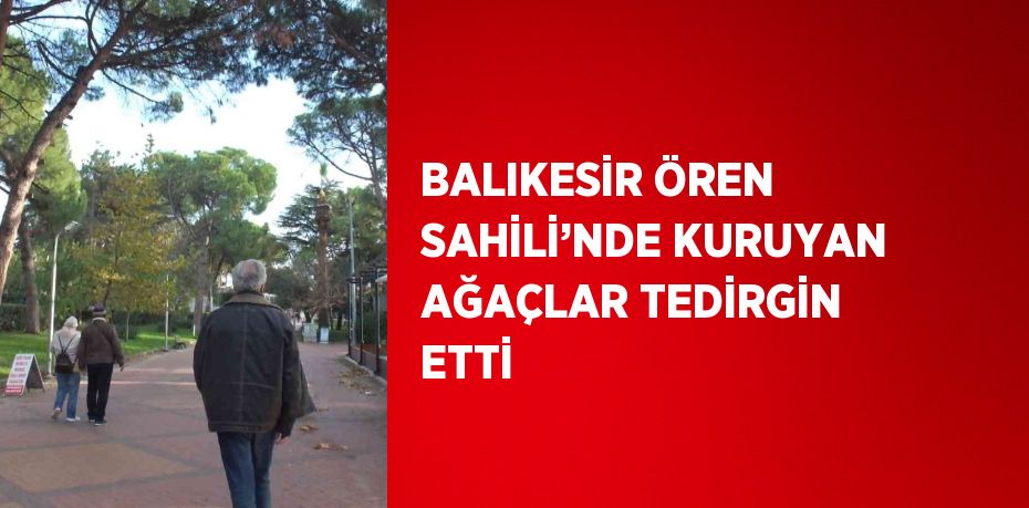 BALIKESİR ÖREN SAHİLİ’NDE KURUYAN AĞAÇLAR TEDİRGİN ETTİ