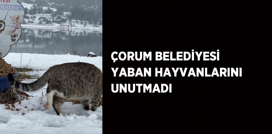 ÇORUM BELEDİYESİ YABAN HAYVANLARINI UNUTMADI