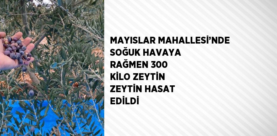 MAYISLAR MAHALLESİ’NDE SOĞUK HAVAYA RAĞMEN 300 KİLO ZEYTİN ZEYTİN HASAT EDİLDİ