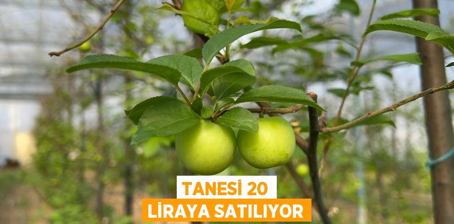 Tanesi 20 liraya satılıyor