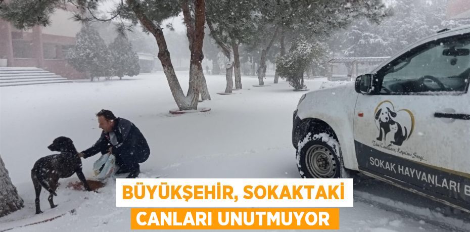 Büyükşehir, sokaktaki canları unutmuyor