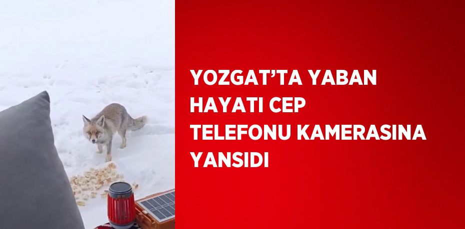 YOZGAT’TA YABAN HAYATI CEP TELEFONU KAMERASINA YANSIDI