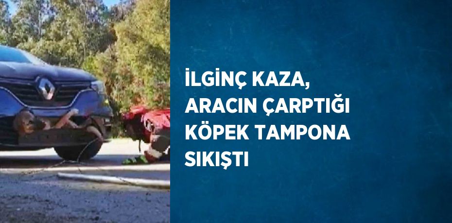 İLGİNÇ KAZA, ARACIN ÇARPTIĞI KÖPEK TAMPONA SIKIŞTI