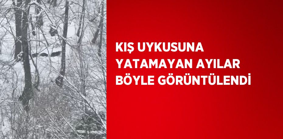 KIŞ UYKUSUNA YATAMAYAN AYILAR BÖYLE GÖRÜNTÜLENDİ