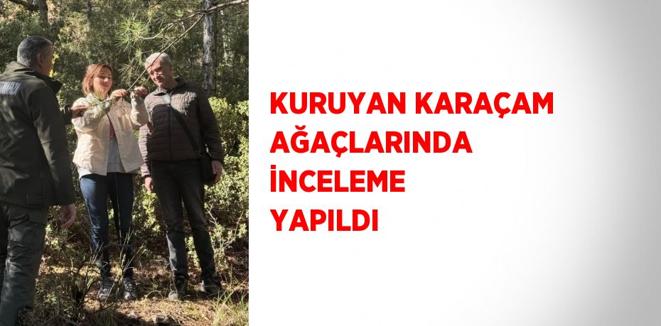 KURUYAN KARAÇAM AĞAÇLARINDA İNCELEME YAPILDI