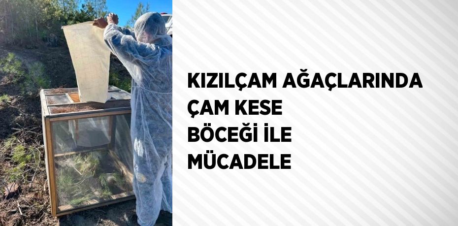 KIZILÇAM AĞAÇLARINDA ÇAM KESE BÖCEĞİ İLE MÜCADELE