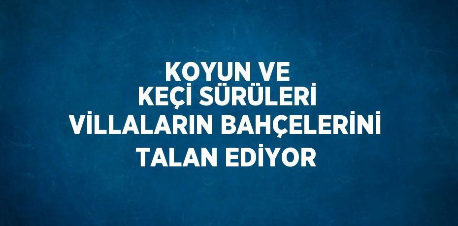 KOYUN VE KEÇİ SÜRÜLERİ VİLLALARIN BAHÇELERİNİ TALAN EDİYOR