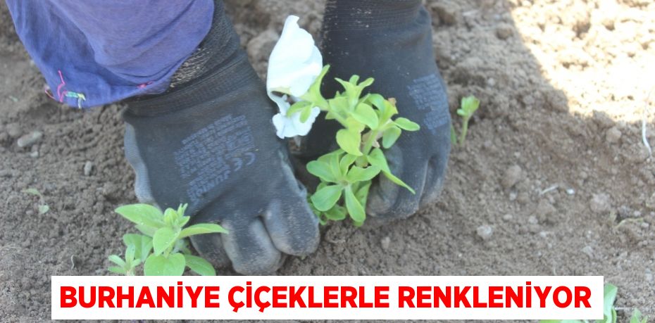 BURHANİYE ÇİÇEKLERLE RENKLENİYOR