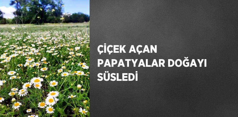 ÇİÇEK AÇAN PAPATYALAR DOĞAYI SÜSLEDİ