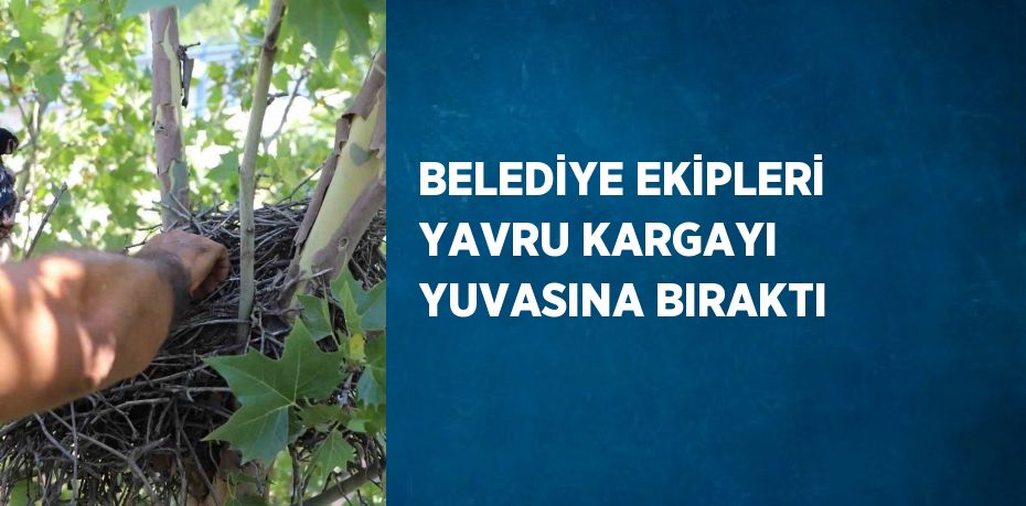 BELEDİYE EKİPLERİ YAVRU KARGAYI YUVASINA BIRAKTI