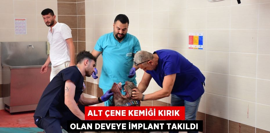 Alt çene kemiği kırık olan deveye implant takıldı