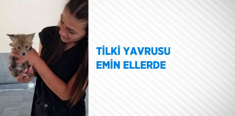 TİLKİ YAVRUSU EMİN ELLERDE