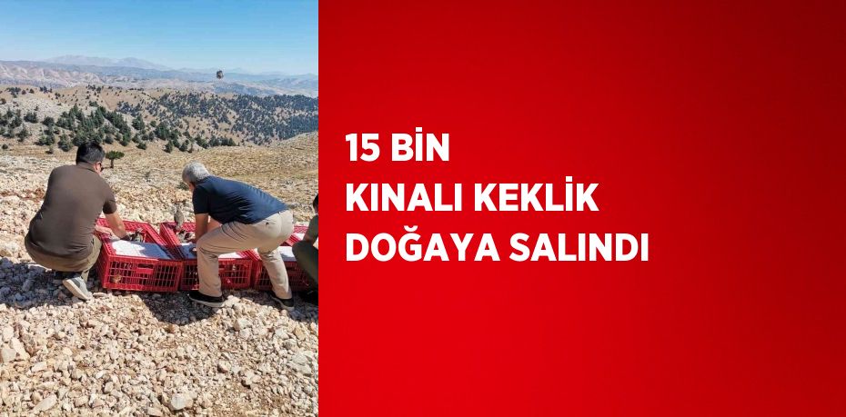 15 BİN KINALI KEKLİK DOĞAYA SALINDI