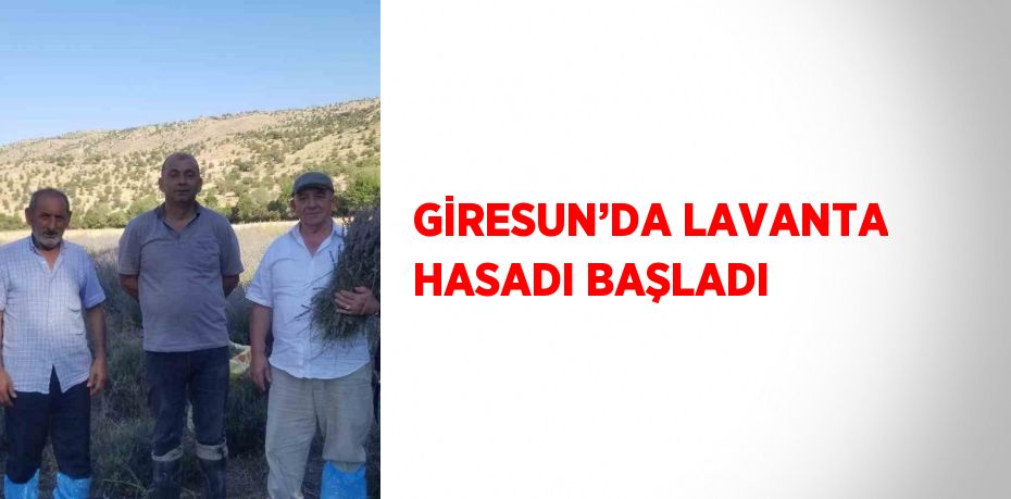 GİRESUN’DA LAVANTA HASADI BAŞLADI